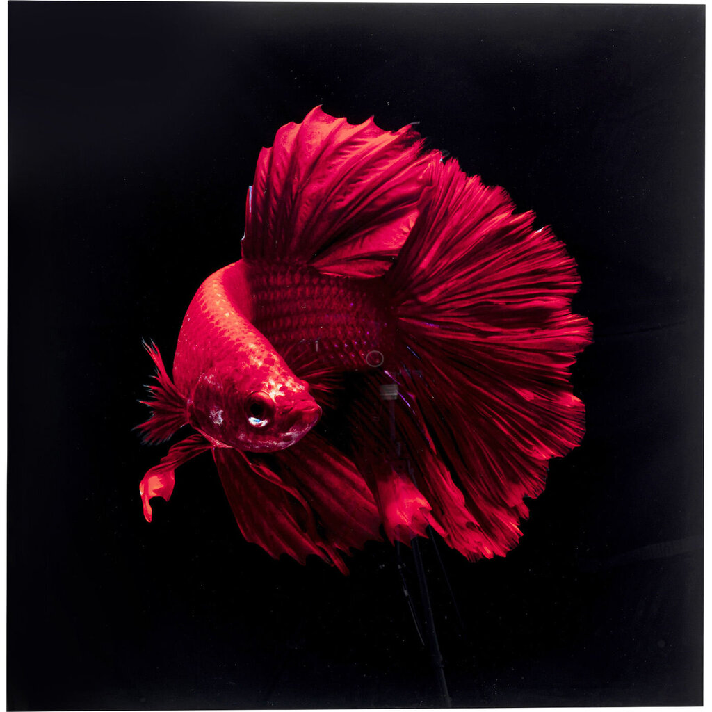 Lasikuva Fire Fish 100x100cm hinta ja tiedot | Taulut | hobbyhall.fi