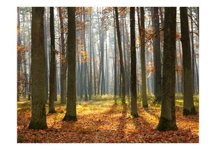 Valokuvatapetti - Autumn trees 200x154 cm hinta ja tiedot | Valokuvatapetit | hobbyhall.fi