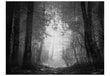 Valokuvatapetti - Forest of Shadows 300x231 cm hinta ja tiedot | Valokuvatapetit | hobbyhall.fi