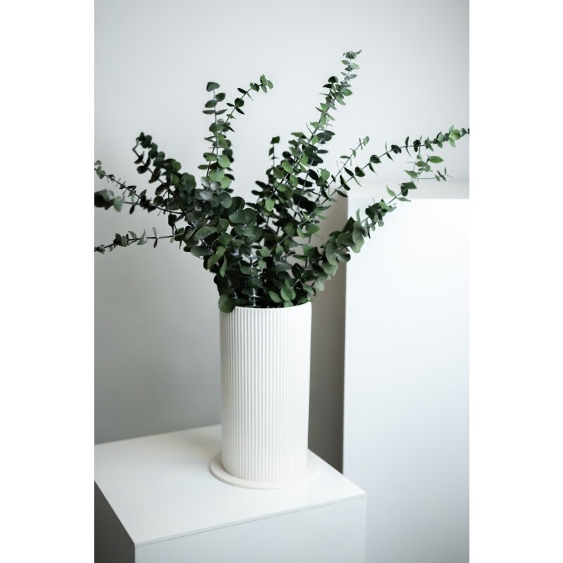 Stabiloitu eukalyptus, Populus, oksat 40-50 cm hinta ja tiedot | Kestoruusut | hobbyhall.fi