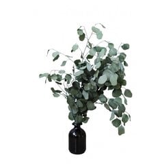 Stabiloitu eukalyptus, Populus, oksat 40-50 cm hinta ja tiedot | Kestoruusut | hobbyhall.fi