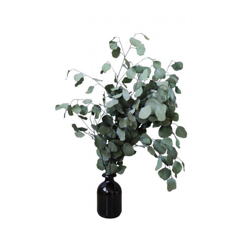 Stabiloitu eukalyptus, Populus, oksat 40-50 cm hinta ja tiedot | Kestoruusut | hobbyhall.fi