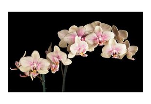 Valokuvatapetti - Kukkiva orkidea 450x270 cm hinta ja tiedot | Valokuvatapetit | hobbyhall.fi