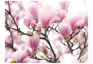 Valokuvatapetti - Magnolia bloosom 250x193 cm hinta ja tiedot | Valokuvatapetit | hobbyhall.fi
