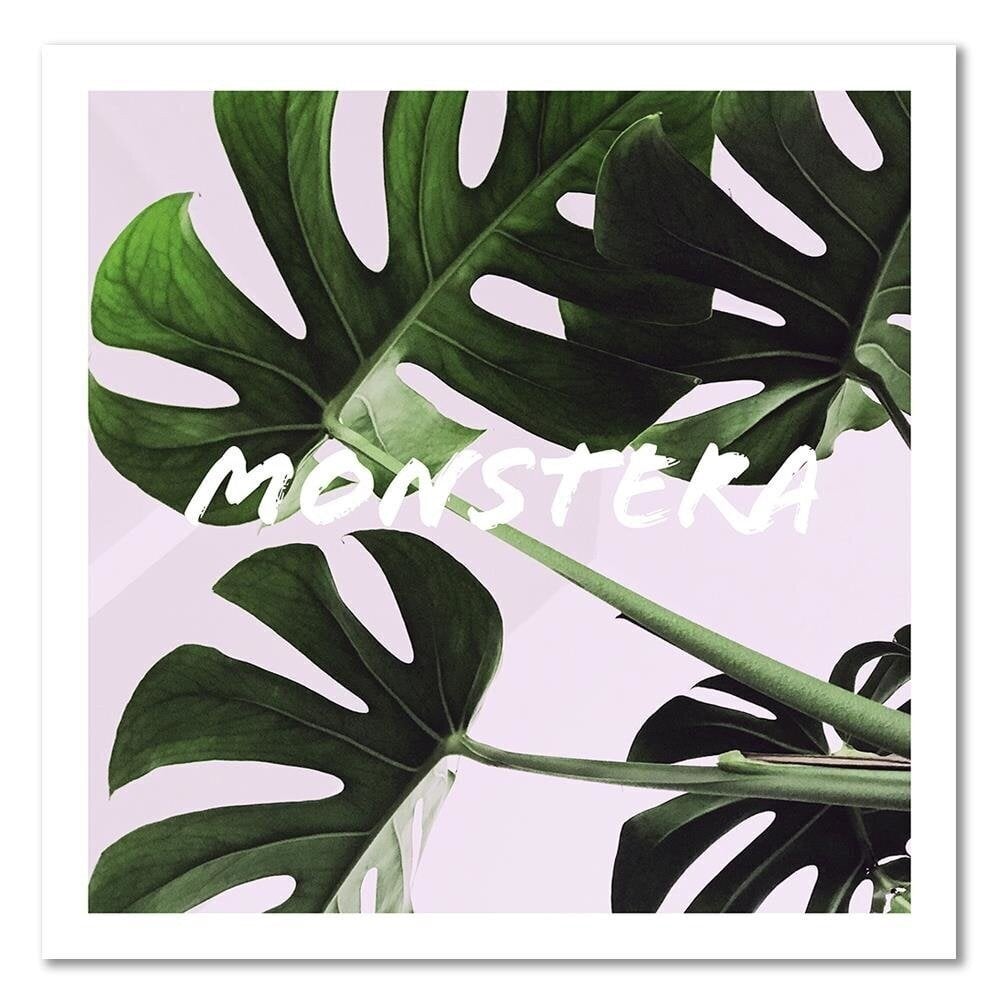 Canvas Print, eksoottiset lehdet - Monstera /30x30 hinta ja tiedot | Taulut | hobbyhall.fi