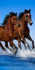 Lasten pyyhe The Horses 70x140 cm hinta ja tiedot | Pyyhkeet | hobbyhall.fi