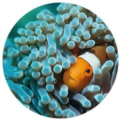 WallArt Tapetti ympyrä Nemo the Anemonefish 190 cm hinta ja tiedot | Valokuvatapetit | hobbyhall.fi