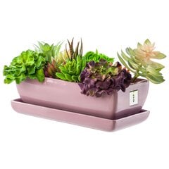 Ruusukaktuskulho kukkaruukku lautasella suorakulmio Mitat 14cm x 29cm x 9cm hinta ja tiedot | Kukkaruukut | hobbyhall.fi