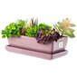 Ruusukaktuskulho kukkaruukku lautasella suorakulmio Mitat 14cm x 29cm x 9cm hinta ja tiedot | Kukkaruukut | hobbyhall.fi