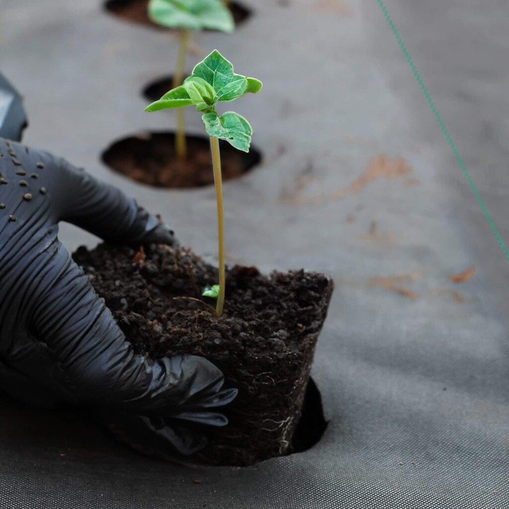 Agrotekstiili rikkaruohoja vastaan Springos, 70g/m2, 0,8x100 m hinta ja tiedot | Puutarhatyökalut | hobbyhall.fi