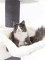 Kissan kiipeilypuu Petrebels Ragdoll 180, off-white hinta ja tiedot | Raapimispuut ja kiipeilypuut | hobbyhall.fi