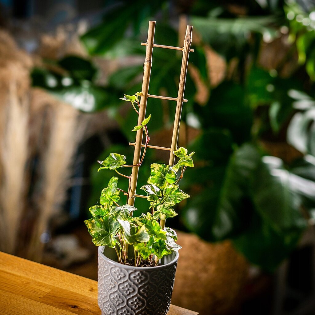 Pergola Support Bambu Tikkaat 37 cm 5 kpl hinta ja tiedot | Kukkatelineet ja kukkapöydät | hobbyhall.fi