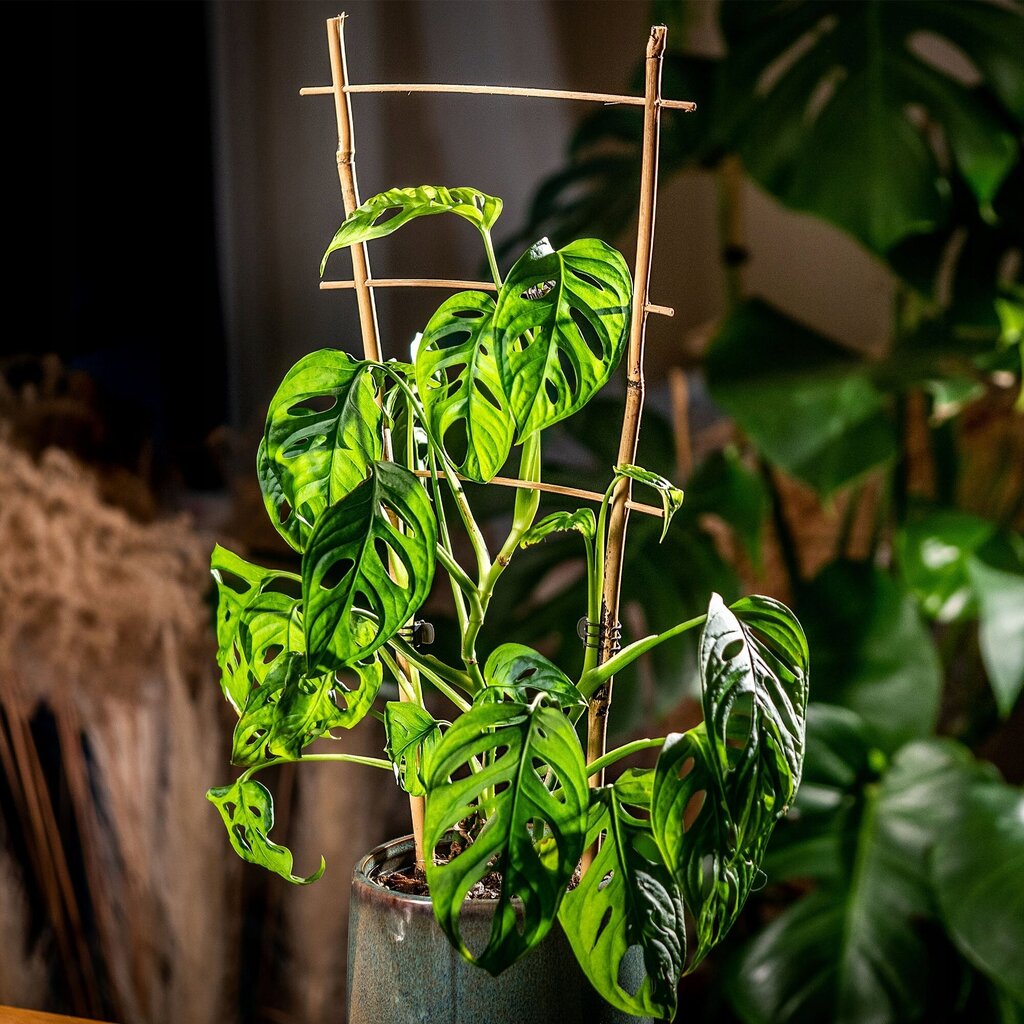 Pergola Support Bambu Tikkaat 45 cm 5 kpl hinta ja tiedot | Kukkatelineet ja kukkapöydät | hobbyhall.fi