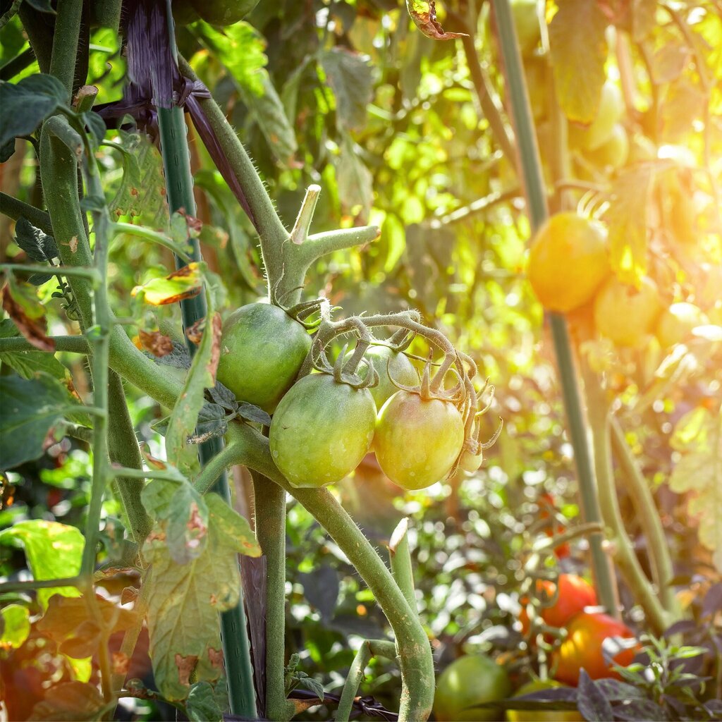 15x kasvitanko 150 cm tomaatin kukkatukipinnoitettu teräs hinta ja tiedot | Kukkatelineet ja kukkapöydät | hobbyhall.fi
