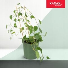 Bambutikkaat, Double Plant Support, 38cm hinta ja tiedot | Kukkatelineet ja kukkapöydät | hobbyhall.fi