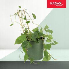 Bambutikkaat, Double Plant Support, 45cm hinta ja tiedot | Kukkatelineet ja kukkapöydät | hobbyhall.fi