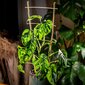 Bambutikkaat, Double Plant Support, 45cm hinta ja tiedot | Kukkatelineet ja kukkapöydät | hobbyhall.fi