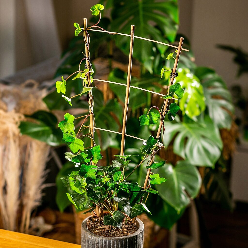 Bambutikkaat, Triple Plant Support, 60cm hinta ja tiedot | Kukkatelineet ja kukkapöydät | hobbyhall.fi