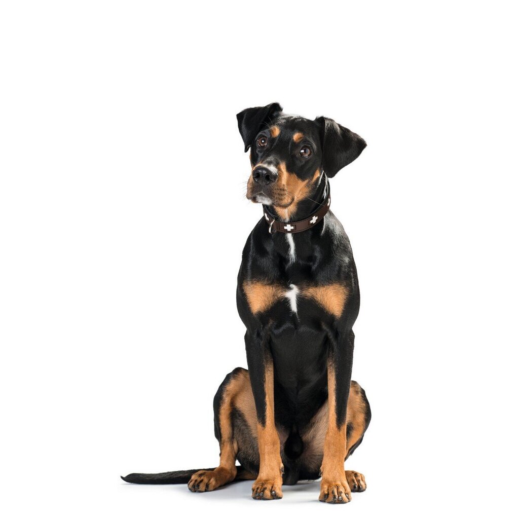 Hunter Dog -panta Swiss Negro, 41-49cm hinta ja tiedot | Koiran valjaat ja kaulapannat | hobbyhall.fi