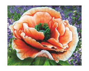 Timanttimaalaus 17x21 cm. "Bright poppy" hinta ja tiedot | Timanttimaalaukset | hobbyhall.fi