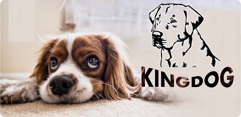 KingDog punainen vedenpitävä koiran sohvasänky 115x95cm hinta ja tiedot | Pedit ja pesät | hobbyhall.fi
