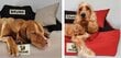 KingDog harmaa vedenpitävä koiran sohvasänky 75x65 cm hinta ja tiedot | Pedit ja pesät | hobbyhall.fi