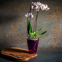 Kukkaruukun kansi Orkidea-kukkatelineen Muoviset kukat 12cm Purppura hinta ja tiedot | Kukkaruukut | hobbyhall.fi