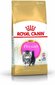 Royal Canin Persian rotu kissanpennuille, 0,4 kg hinta ja tiedot | Kissan kuivaruoka | hobbyhall.fi