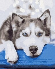 Kuvamaalaus numeroiden mukaan - Odottava Husky hinta ja tiedot | Maalaa numeroiden mukaan | hobbyhall.fi