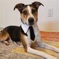 DOG CAT TIES Universal Velcro ELEGANT WEDDING SUIT koko S hinta ja tiedot | Koiran vaatteet | hobbyhall.fi