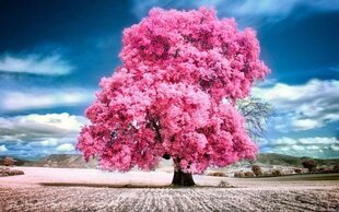 Maalaus numeroiden mukaan "Rose maple" 30x40 hinta ja tiedot | Maalaa numeroiden mukaan | hobbyhall.fi