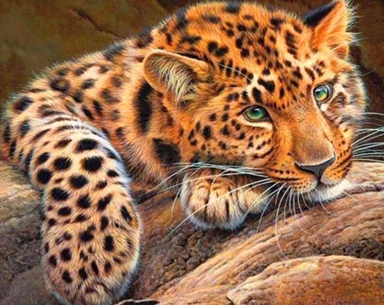 Maalaus numeroiden mukaan "Cheetah" 40x50 hinta ja tiedot | Maalaa numeroiden mukaan | hobbyhall.fi