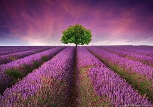 Maalaus numeroiden mukaan "Lavender field" 30x40 hinta ja tiedot | Maalaa numeroiden mukaan | hobbyhall.fi