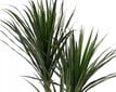 Dracaena keinotekoinen koristekasvi ruukussa 120 cm hinta ja tiedot | Sisustustuotteet | hobbyhall.fi