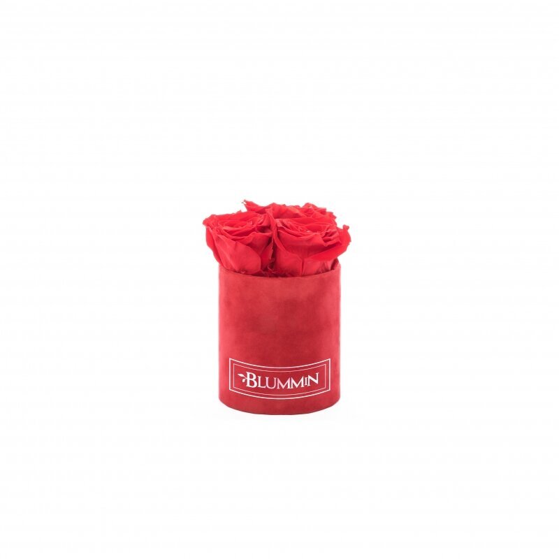 Kestoruusut Blummin – XS red velvet / Vibrant Red hinta ja tiedot | Kestoruusut | hobbyhall.fi