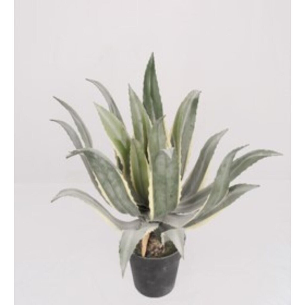 Koristekasvi Agave 50cm hinta ja tiedot | Keinotekoiset kukat | hobbyhall.fi