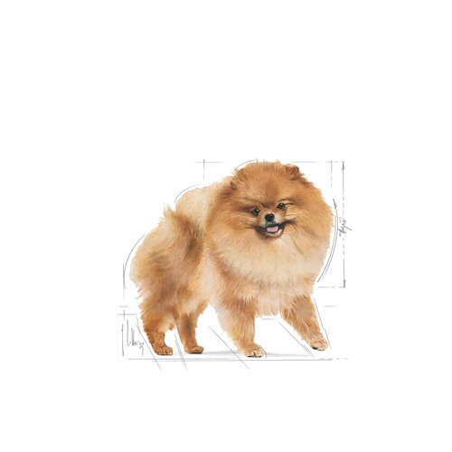 Royal Canin Pomeranian Adult, 1,5 kg hinta ja tiedot | Koiran kuivaruoka | hobbyhall.fi