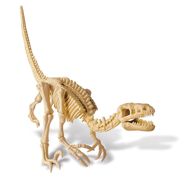 4M KIDZ LABS Velociraptori luuranko hinta ja tiedot | Kehittävät lelut | hobbyhall.fi