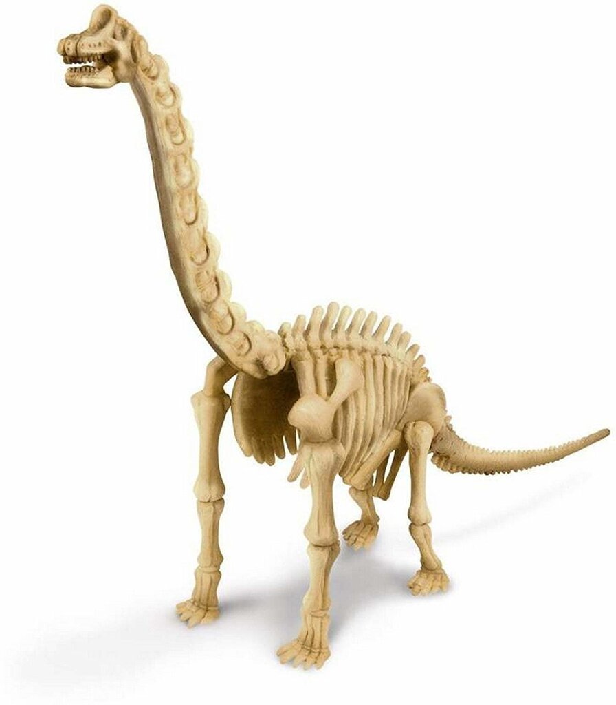 4M KIDZ LABS Brachiosaurusen luuranko hinta ja tiedot | Kehittävät lelut | hobbyhall.fi