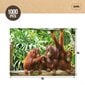 Palapeli Colorbaby Orangutans, 1000 v. hinta ja tiedot | Palapelit | hobbyhall.fi