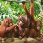 Palapeli Colorbaby Orangutans, 1000 v. hinta ja tiedot | Palapelit | hobbyhall.fi