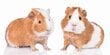 New Guinea Pig -pyyhe, 70 x 140 cm hinta ja tiedot | Pyyhkeet | hobbyhall.fi