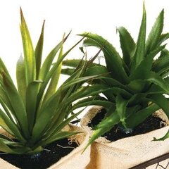 Koristeellinen aloe metallikorissa, 31 cm hinta ja tiedot | Keinotekoiset kukat | hobbyhall.fi