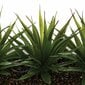 Tekokukat Aloe Vera hinta ja tiedot | Keinotekoiset kukat | hobbyhall.fi