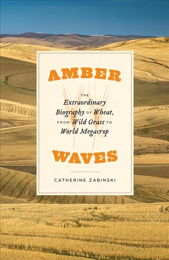 Amber Waves: The Extraordinary Biography of Wheat, from Wild Grass to World Megacrop hinta ja tiedot | Talouskirjat | hobbyhall.fi