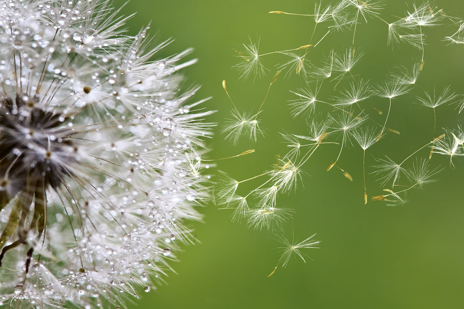 Fototapets - Fluffy dandelion hinta ja tiedot | Valokuvatapetit | hobbyhall.fi