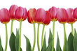 Fototapets - Red tulips on a white background hinta ja tiedot | Valokuvatapetit | hobbyhall.fi