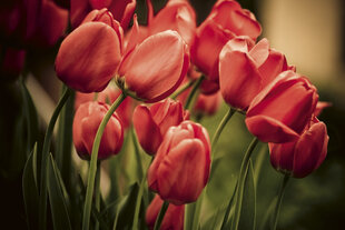 Fototapets - Red tulips hinta ja tiedot | Valokuvatapetit | hobbyhall.fi