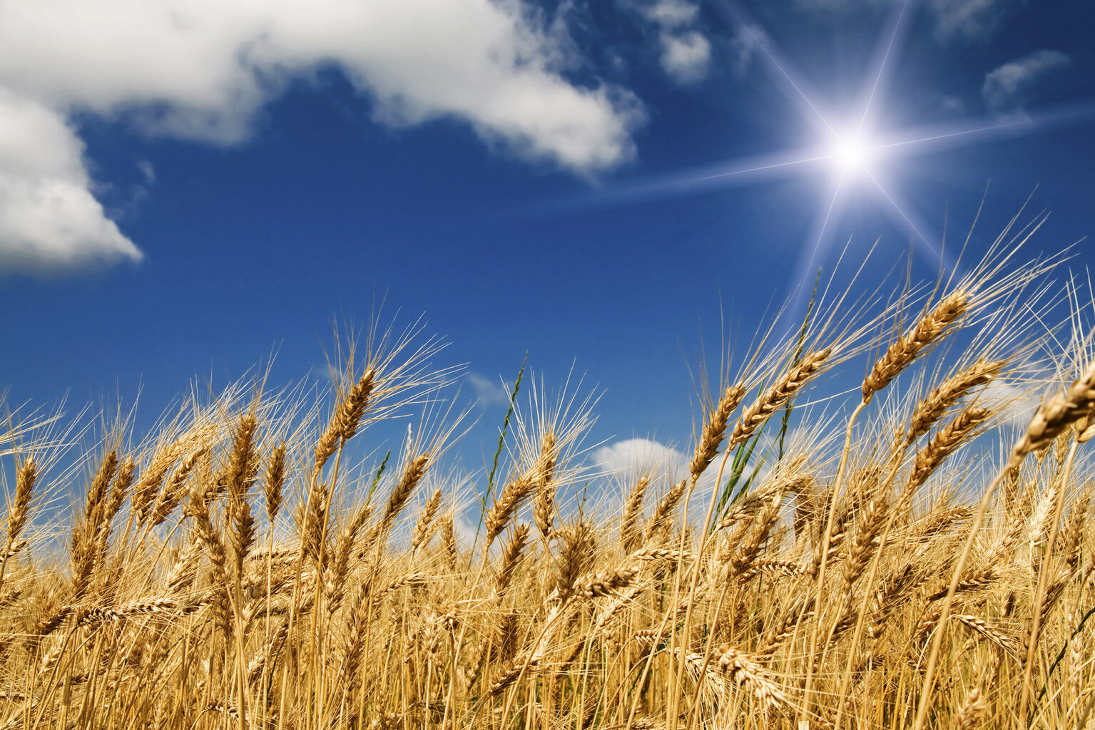 fototapets - Wheat field hinta ja tiedot | Valokuvatapetit | hobbyhall.fi