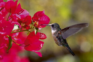 Valokuvanauhat - Hummingbirds hinta ja tiedot | Valokuvatapetit | hobbyhall.fi